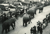 Éléphants de cirque défilant sur la Grand'Place