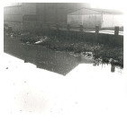 Lys au niveau du quai de Beauvais