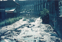 Lys derrière les halles